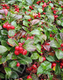 Gaultheria procumbens                   